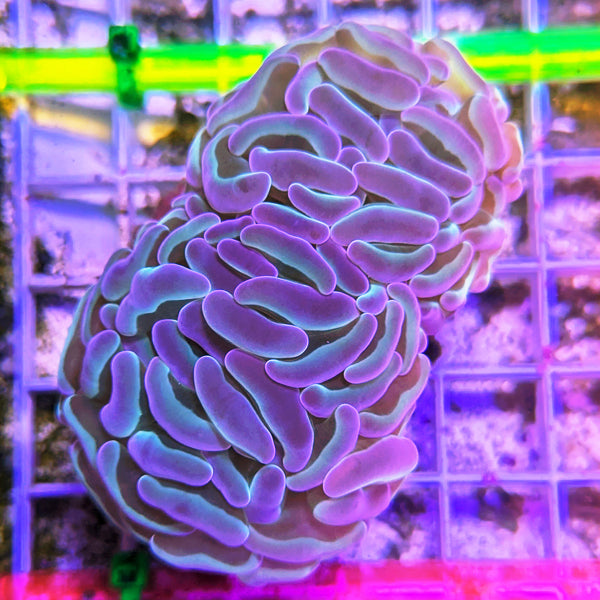 Hologram Hammer Coral