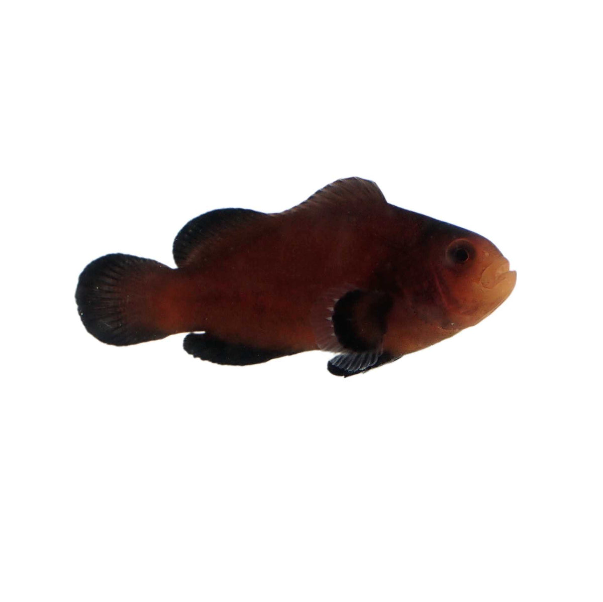 Naked Clownfish Proaquatix (Friday Delivery)