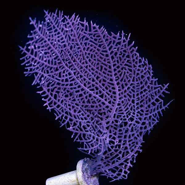 Net Sea Fan Panama
