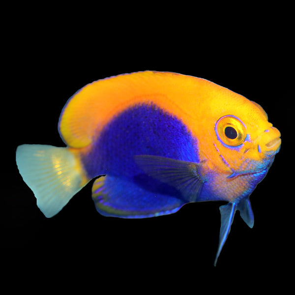 Flameback Angelfish - The Biota Group