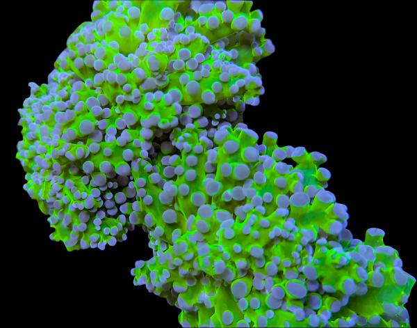 Green and Purple Cultured Frogspawn