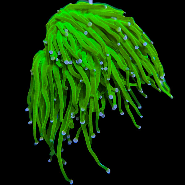 Neon Green Torch with Purple Tips Coral