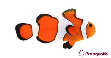 Gladiator Da Vinci Clownfish Proaquatix (Friday Delivery)
