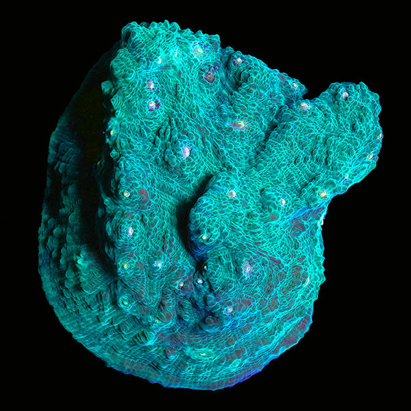 Biota Goldflake Green Chalice frag
