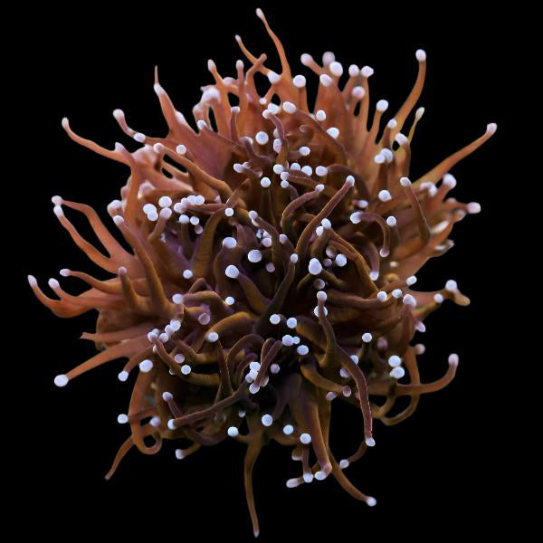 Mystery cultured Euphyllia from &quot;Ocean Oddities&quot;