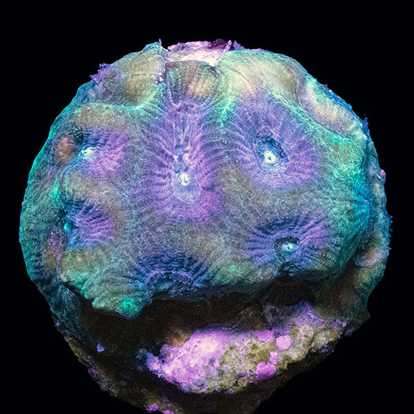 Biota Green Favia frag