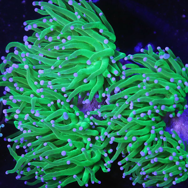 Cultured Holy Grail Torch frag