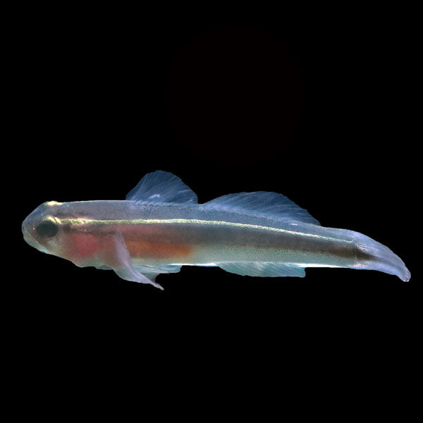 Yellowline Sponge Goby
