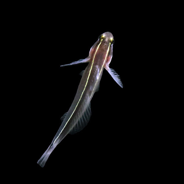Yellowline Sponge Goby