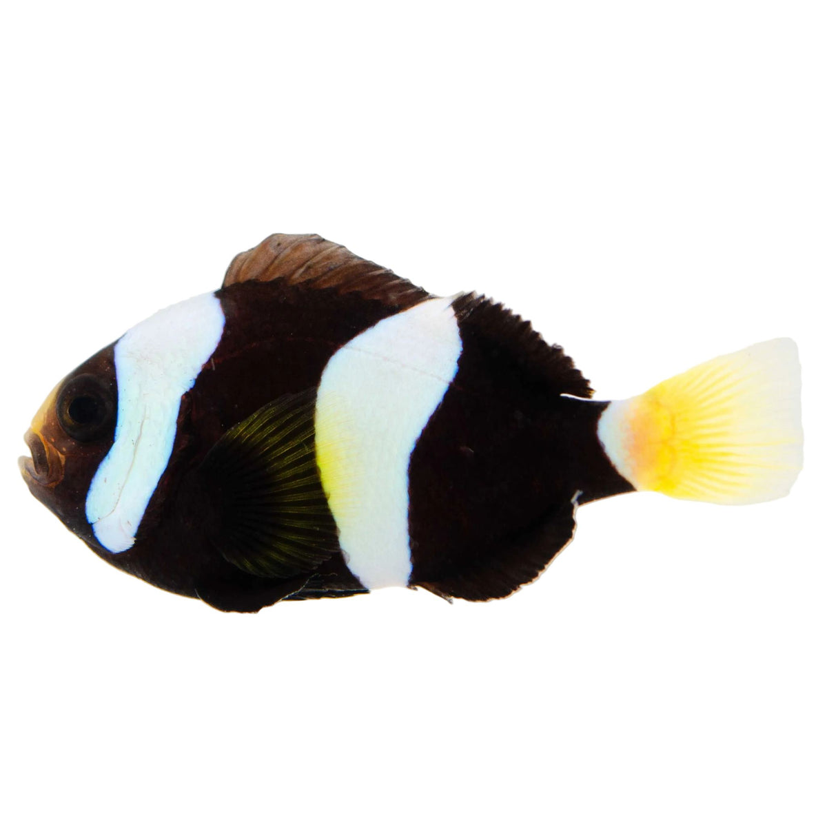 Black "Clarkii" Milli Clownfish Proaquatix (Friday Delivery)