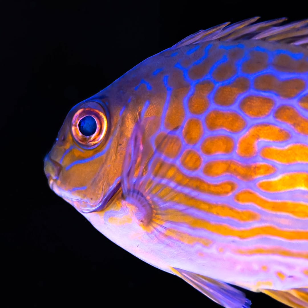 Golden Lined Rabbitfish
