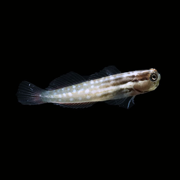 Lineatus Blenny