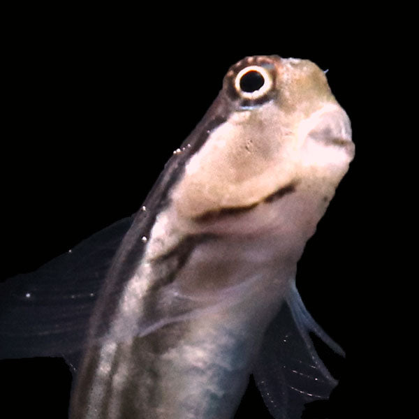 Lineatus Blenny