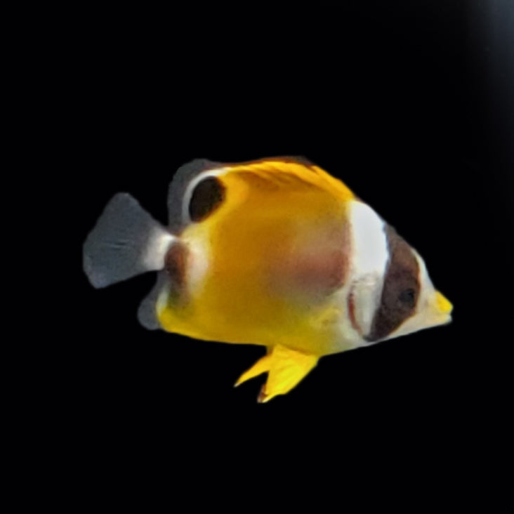 Raccooon Butterflyfish