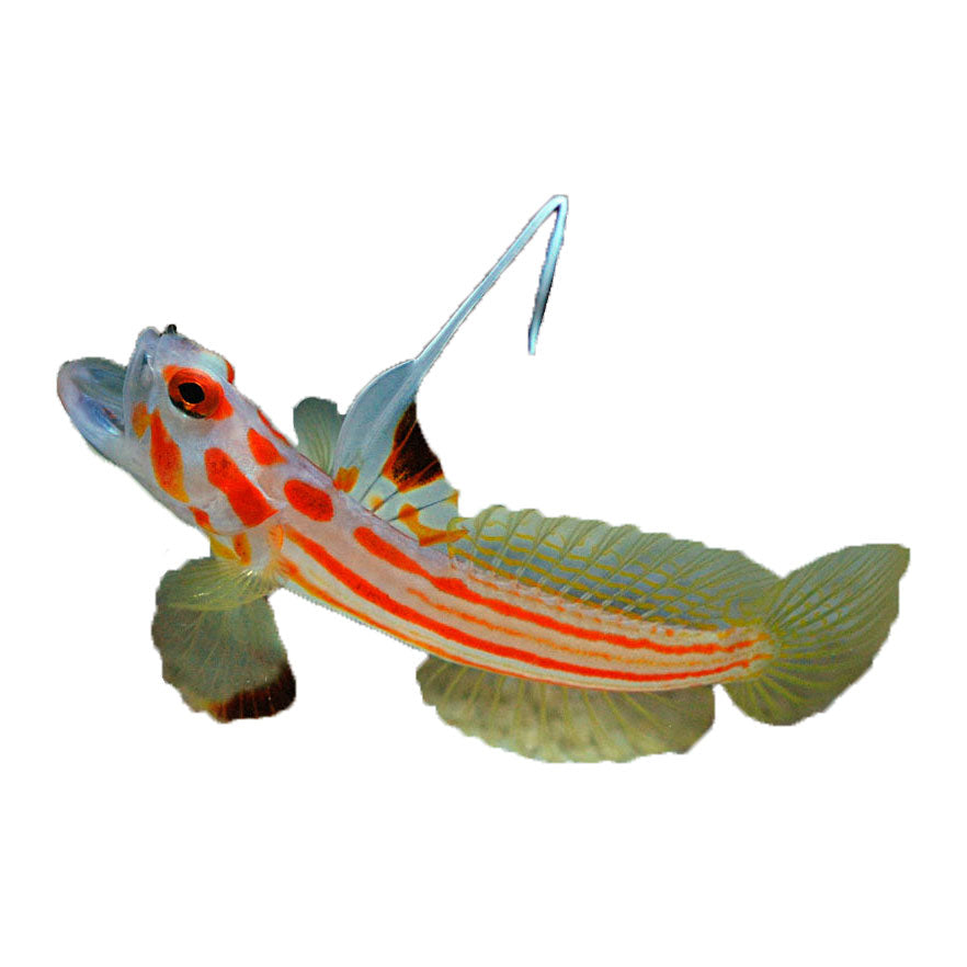 Yasha Goby Proaquatix (Friday Delivery)
