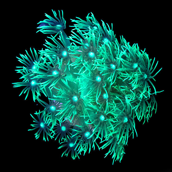 Lagoon Glow Goniopora frag