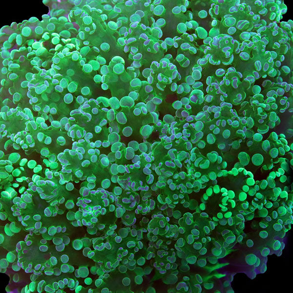 Neon Green Octospawn