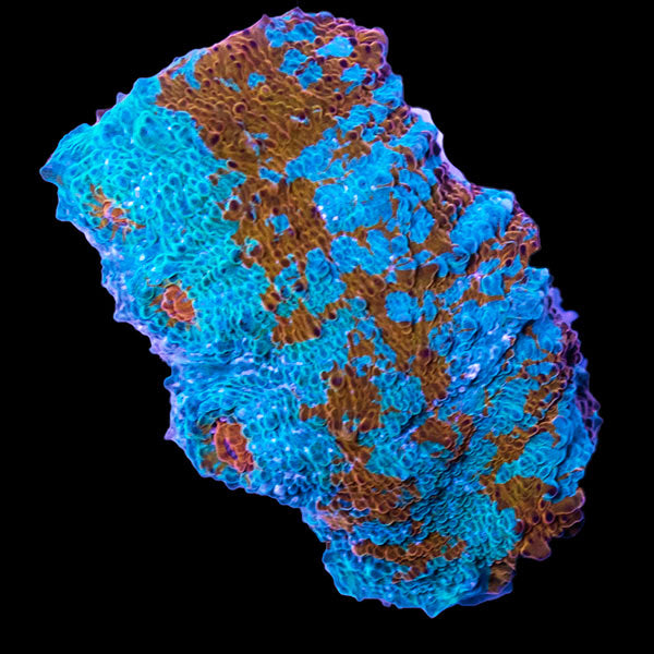 Biota Orange &amp; Blue Chalice frag