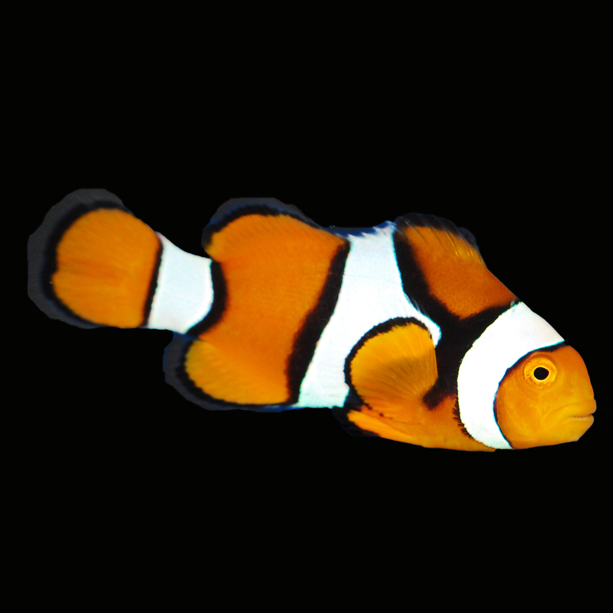 True Percula Clownfish