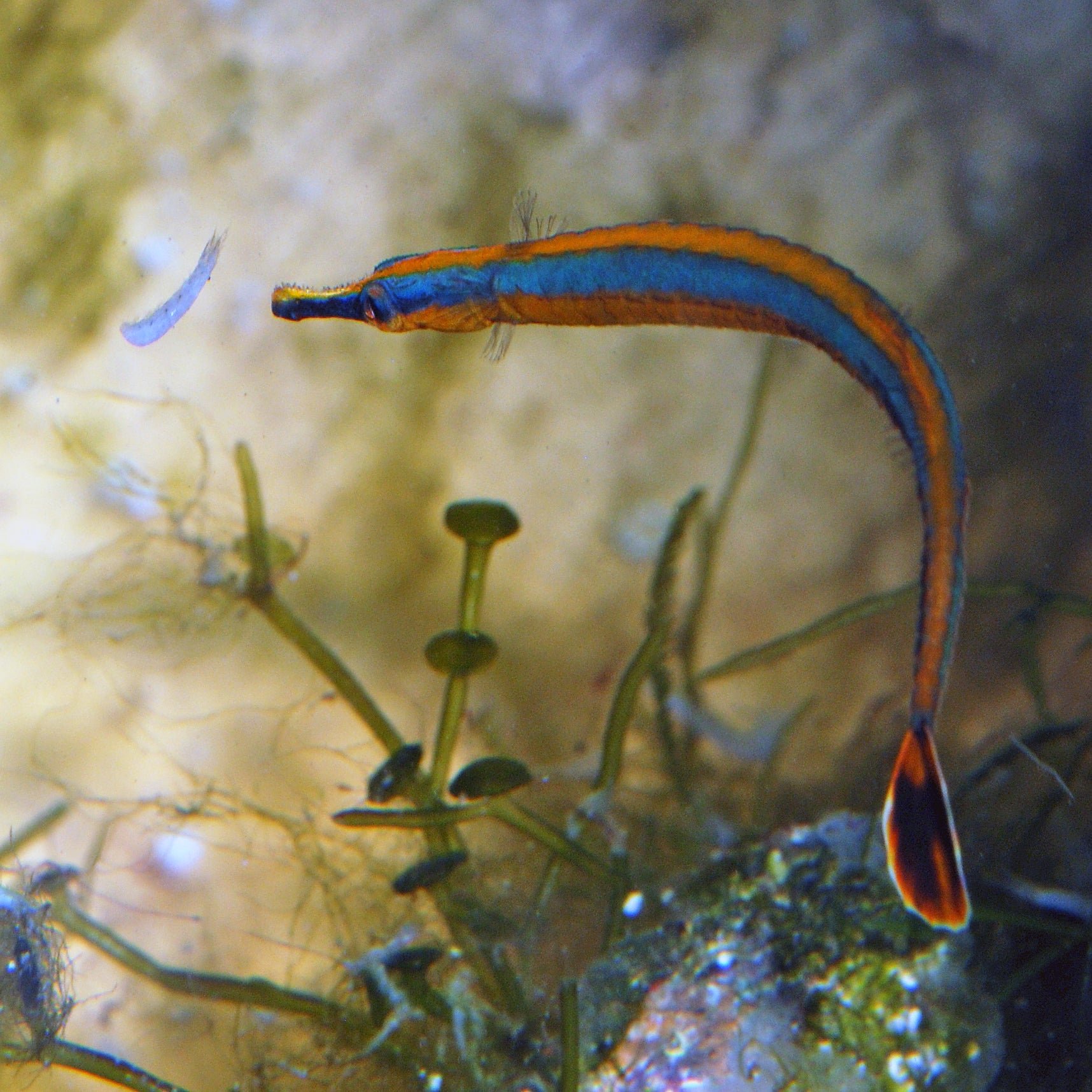 Pipefish Brooding Freshwater Pipefish Breeding