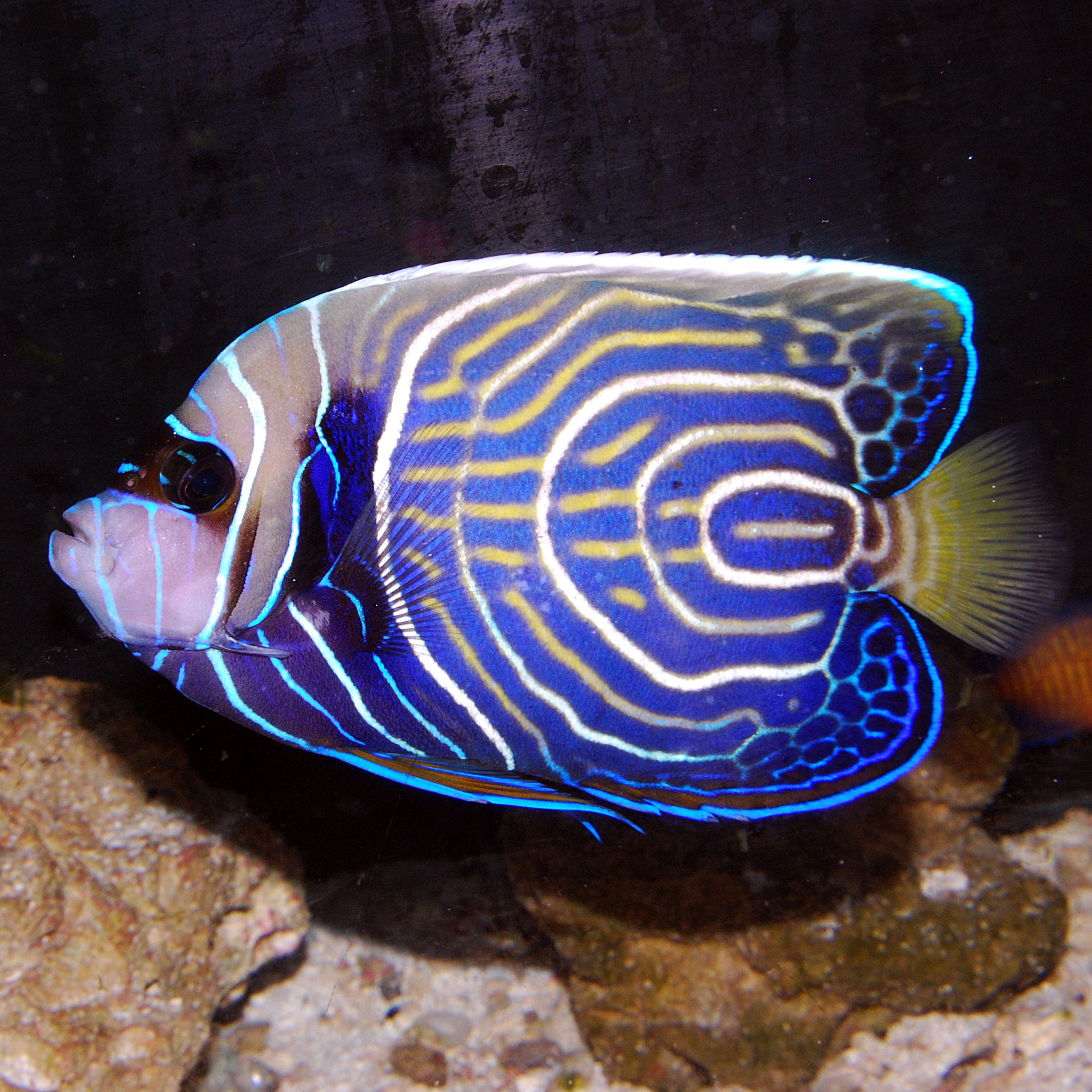 Emperor Angelfish - The Biota Group
