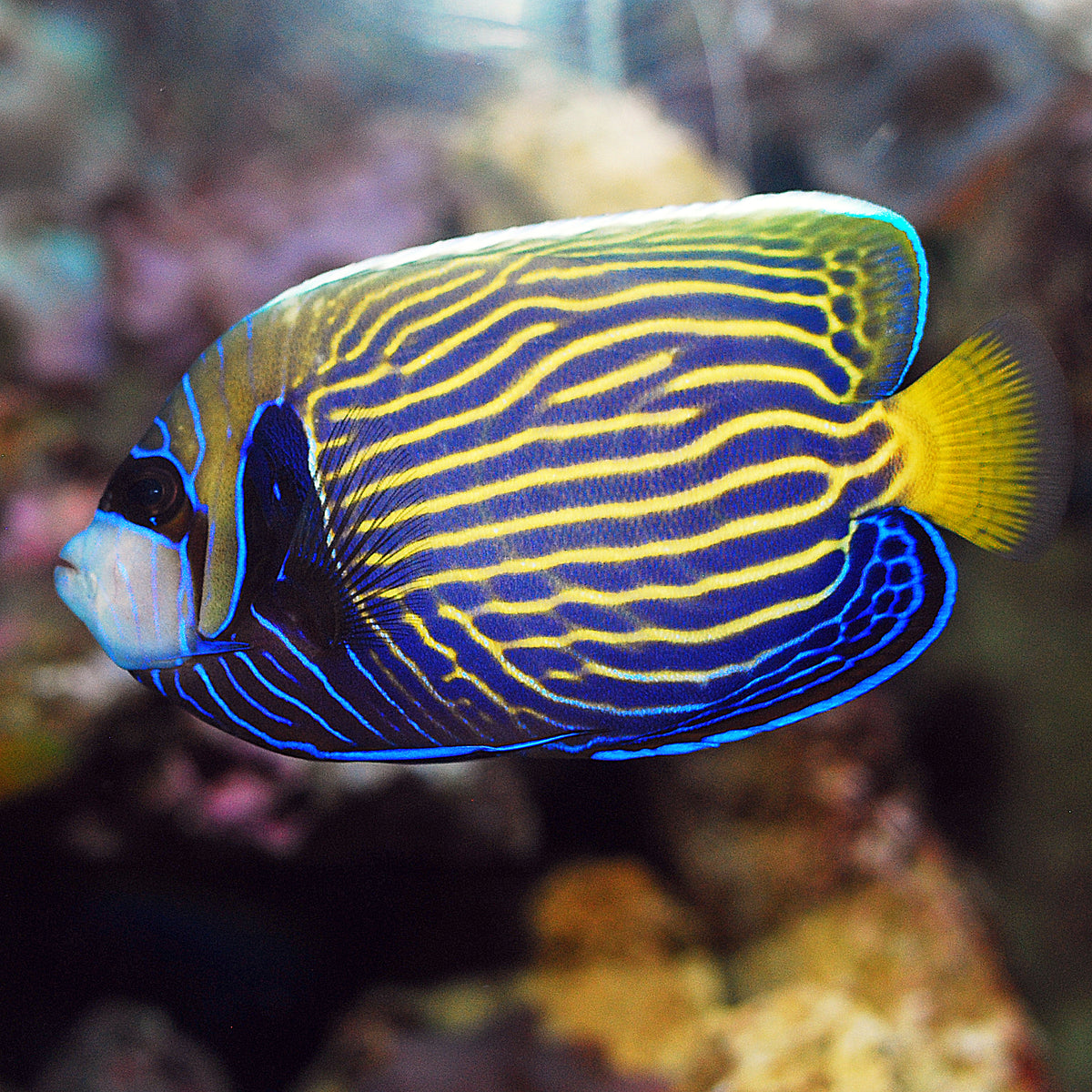 Emperor Angelfish - The Biota Group
