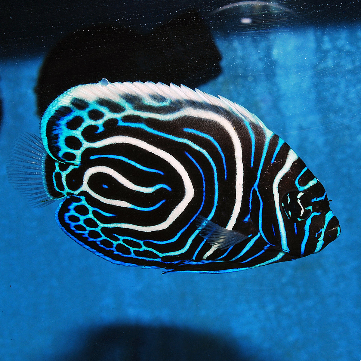 baby emperor angelfish