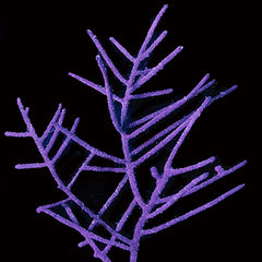 Panama Gorgonian - Antillogorgia - The Biota Group