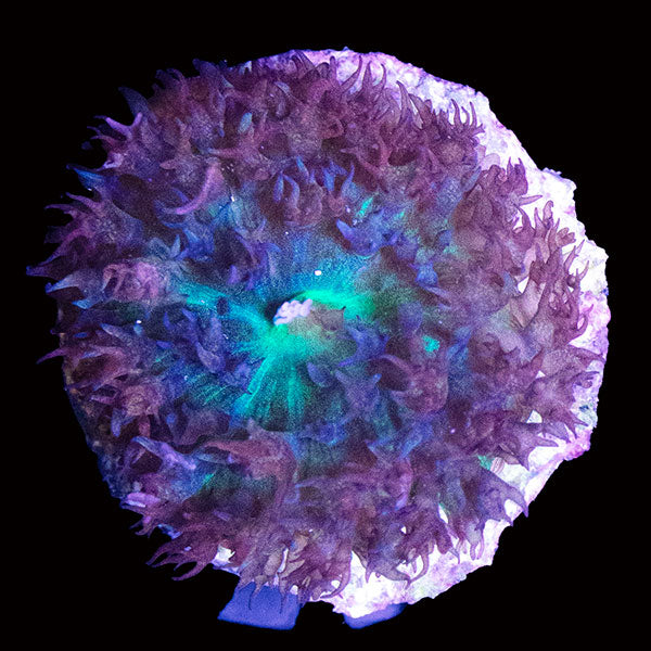 WYSIWYG cultured Panama St. Thomas Mushroom 2