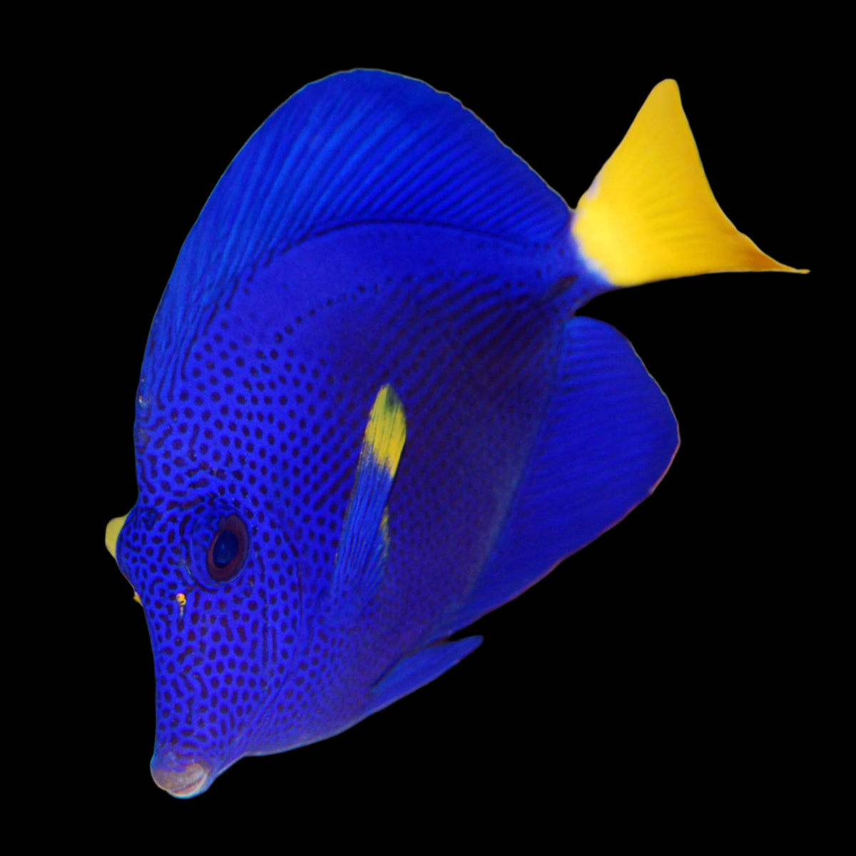 Purple Tang