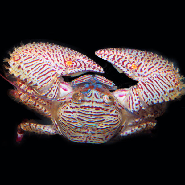 Purple Zebra Porcelain Crab