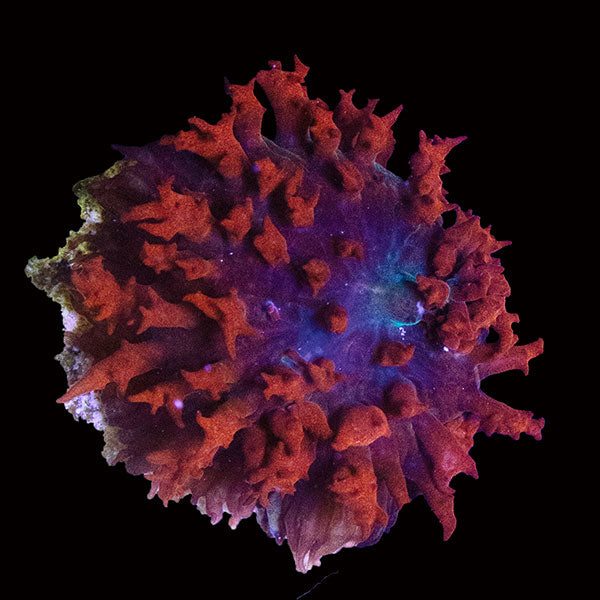 WYSIWYG cultured Panama Red St. Thomas Mushroom 3