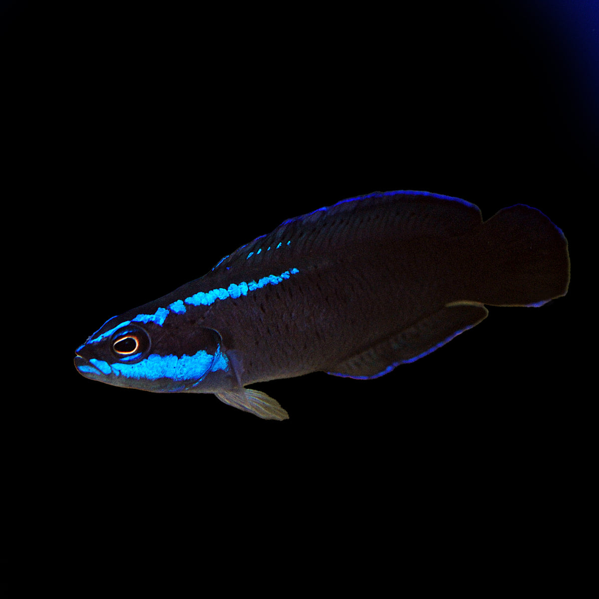 Springeri Dottyback