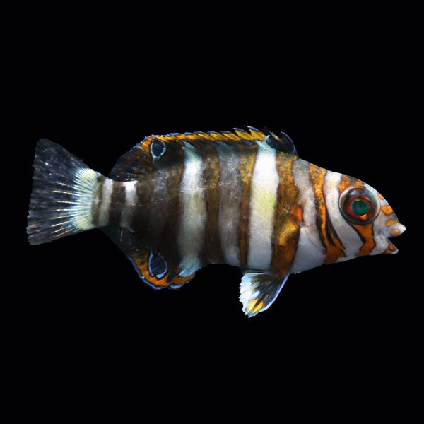WYSIWYG Bali captive bred Harlequin Tusk 1