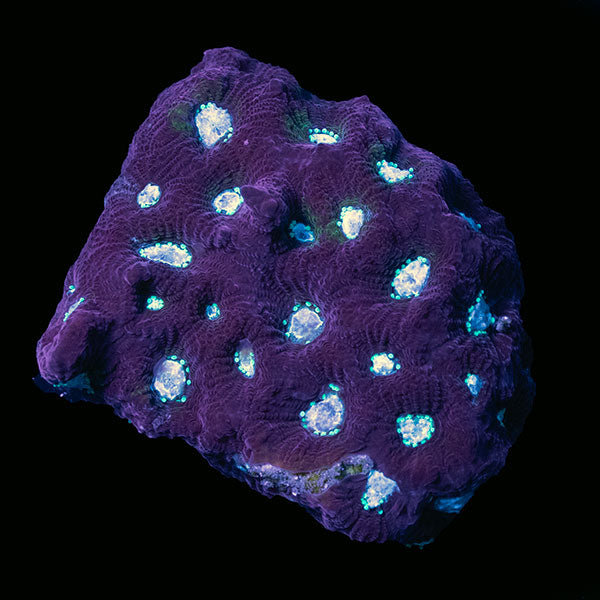Teal Eye Favites