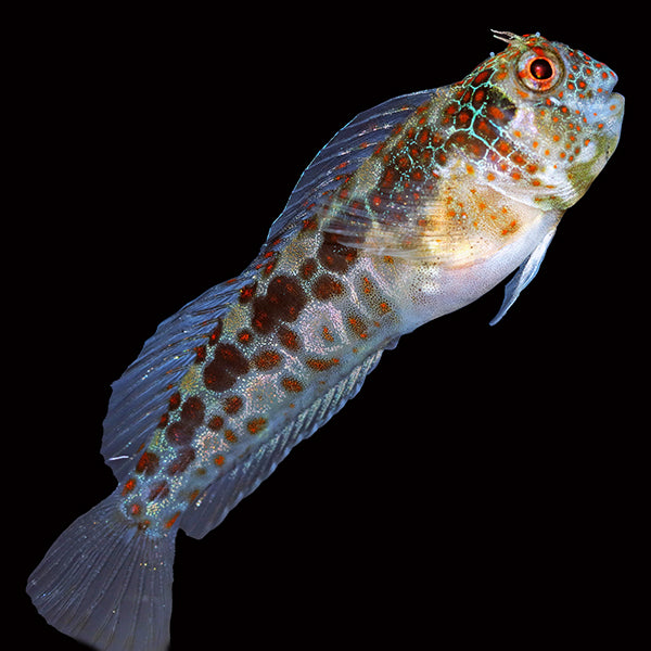 Tessellated Blenny