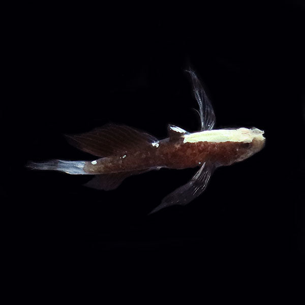 White Cap Goby