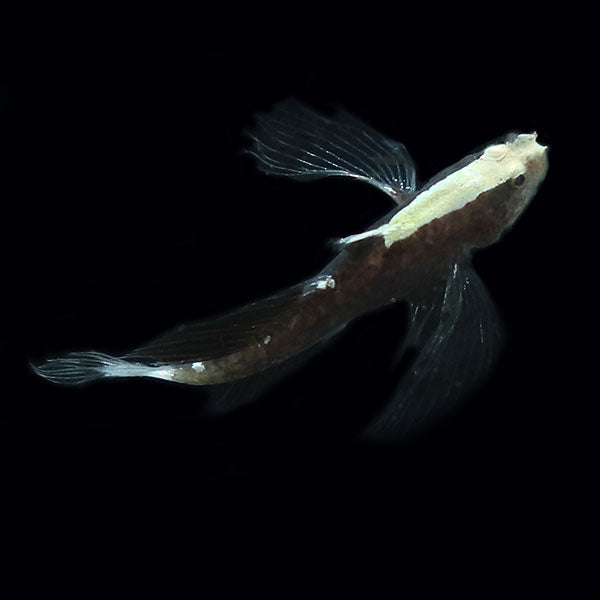 White Cap Goby