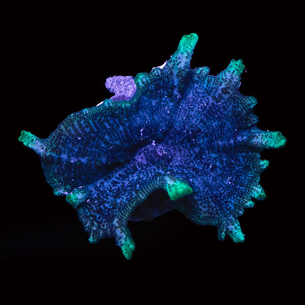 WYSIWYG cultured Panama Neglecta Mushroom 4