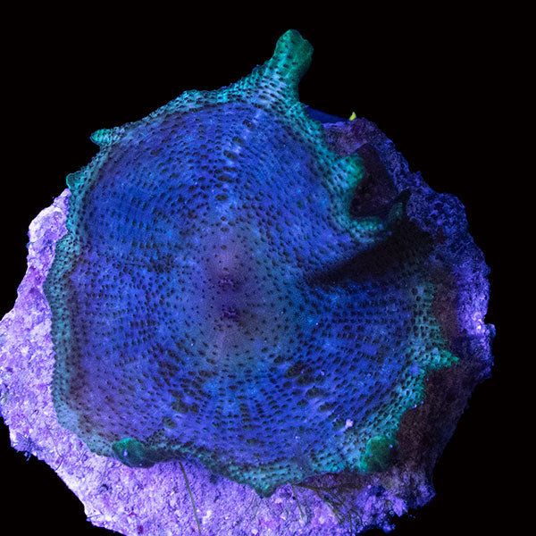 WYSIWYG cultured Panama Neglecta Mushroom 5