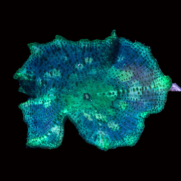 WYSIWYG cultured Panama Neglecta Mushroom 6