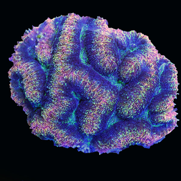 WYSIWYG cultured Lobophyllia 12