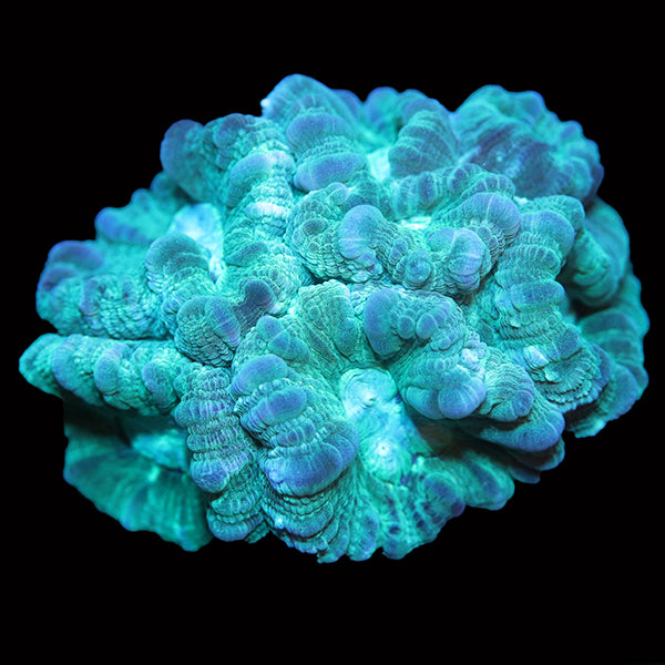 WYSIWYG cultured Mint Candycane Coral 15