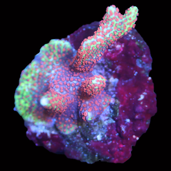 WYSIWYG cultured Forest Fire Montipora frag 17