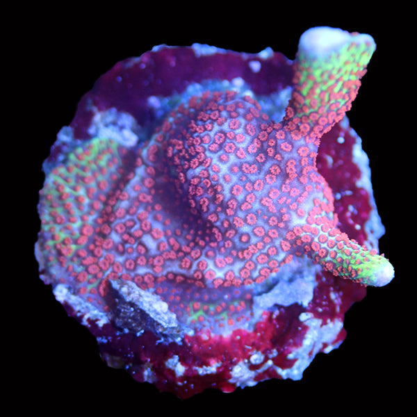 WYSIWYG cultured Forest Fire Montipora frag 18