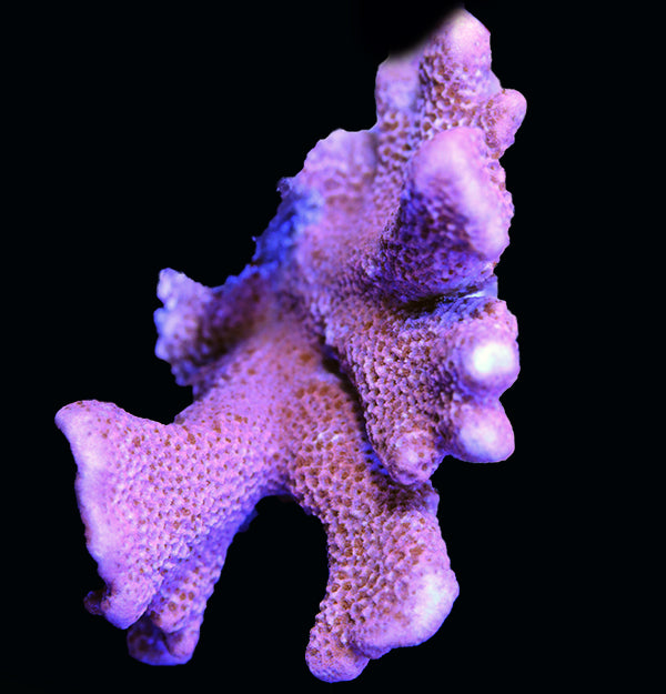 WYSIWYG cultured Orange Montipora 1