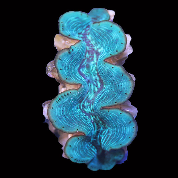 Maxima Clam Red Sea