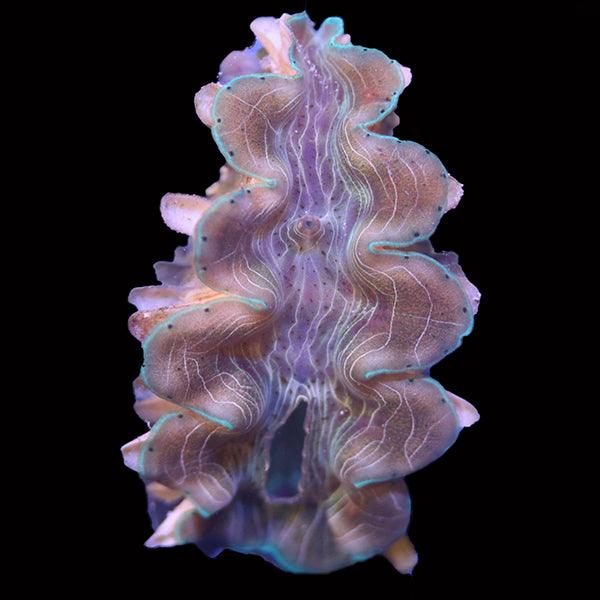 WYSIWYG cultured Squamosina Clam 28