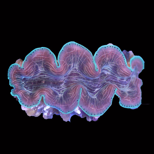 WYSIWYG cultured Squamosina Clam 29