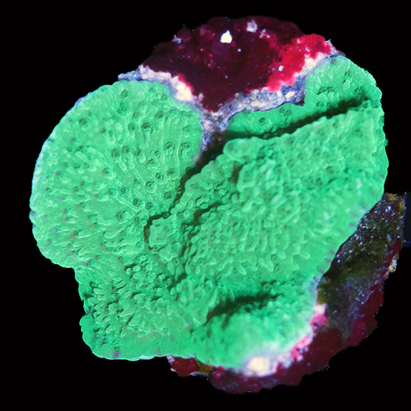 WYSIWYG cultured Montipora &quot;cap&quot; 2